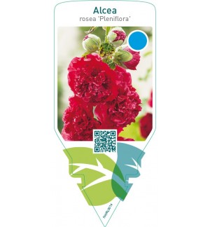 Alcea rosea ‘Pleniflora’  red