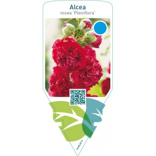 Alcea rosea ‘Pleniflora’  red