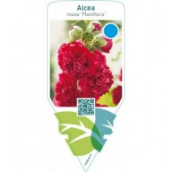Alcea rosea ‘Pleniflora’  red