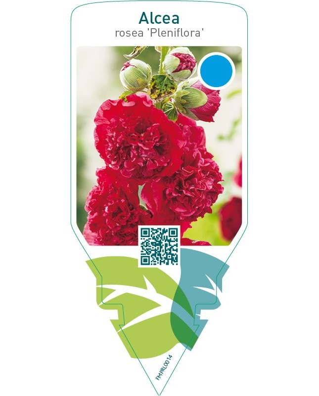 Alcea rosea ‘Pleniflora’  red