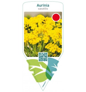 Aurinia saxatilis  yellow