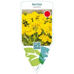 Aurinia saxatilis  yellow