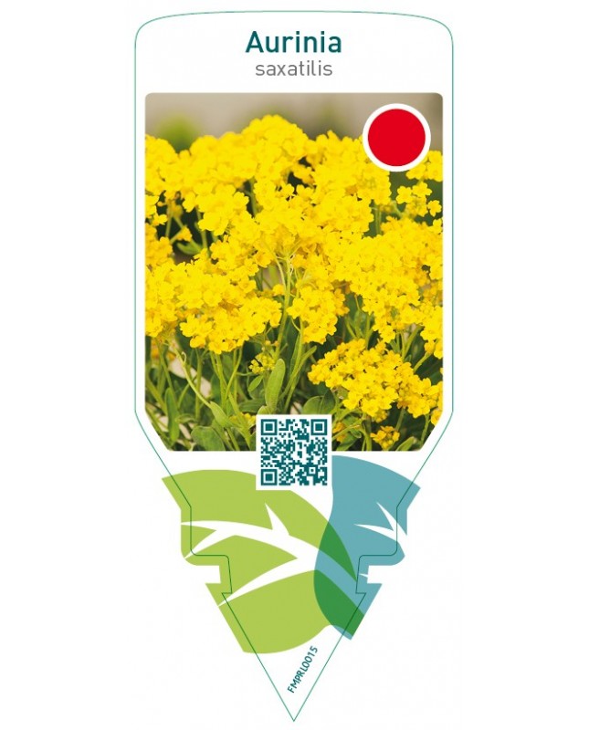 Aurinia saxatilis  yellow