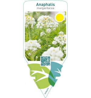 Anaphalis margaritacea  white