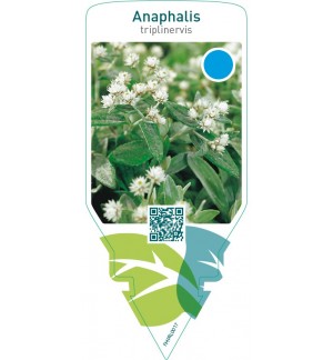 Anaphalis triplinervis  white