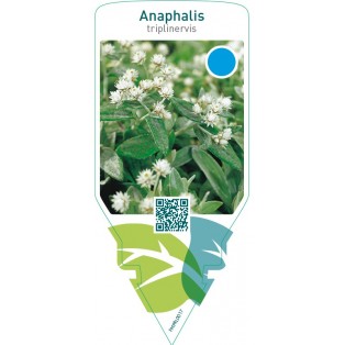 Anaphalis triplinervis  white