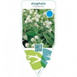 Anaphalis triplinervis  white
