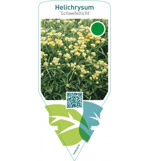 Helichrysum ‘Schwefellicht’