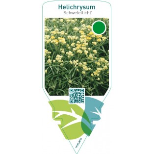 Helichrysum ‘Schwefellicht’