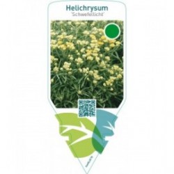 Helichrysum ‘Schwefellicht’