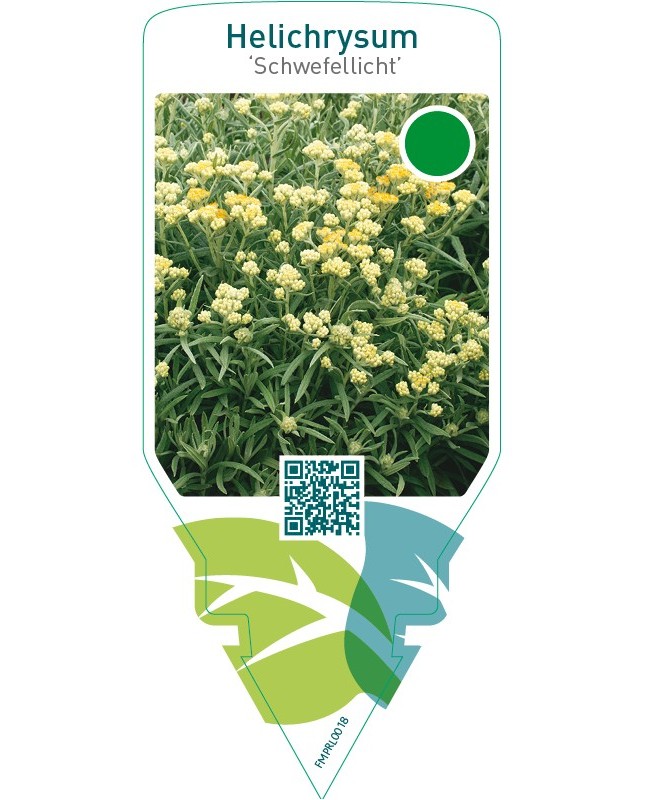 Helichrysum ‘Schwefellicht’