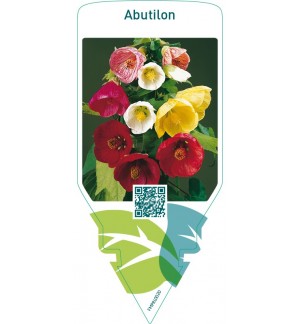 Abutilon  mix