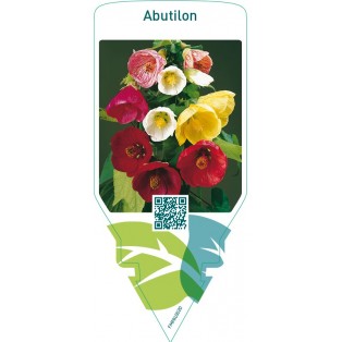 Abutilon  mix