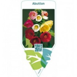 Abutilon  mix
