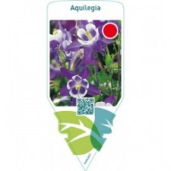 Aquilegia  blue