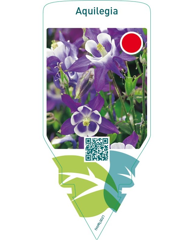 Aquilegia  blue