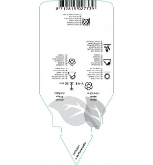 Etichette di Aquilegia  blue *