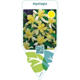 Aquilegia  yellow