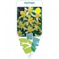 Aquilegia  yellow