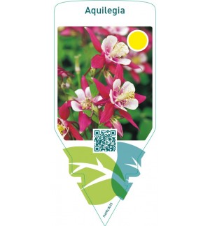 Aquilegia  red