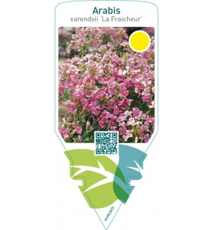 Arabis arendsii ‘La Fraicheur’