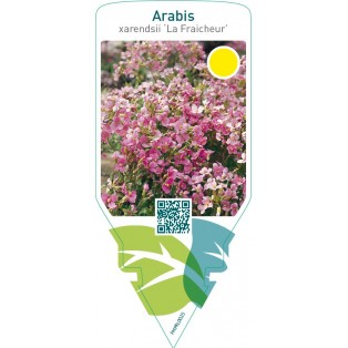 Arabis arendsii ‘La Fraicheur’