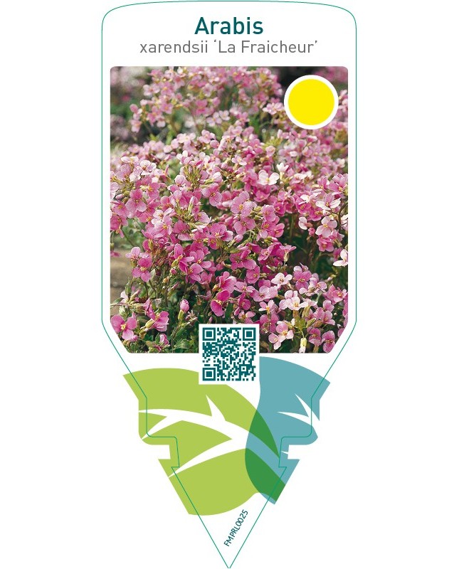 Arabis arendsii ‘La Fraicheur’