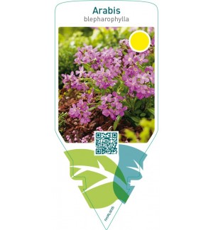 Arabis blepharophylla  pink