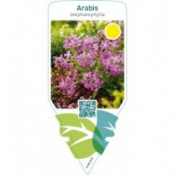 Arabis blepharophylla  pink