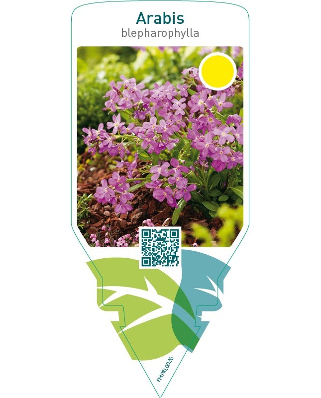 Arabis blepharophylla  pink