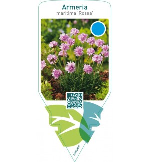 Armeria maritima ‘Rosea’