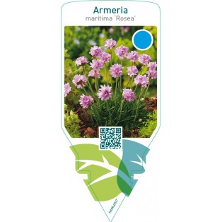 Armeria maritima ‘Rosea’