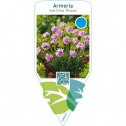 Armeria maritima ‘Rosea’