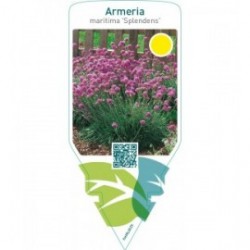 Armeria maritima ‘Splendens’