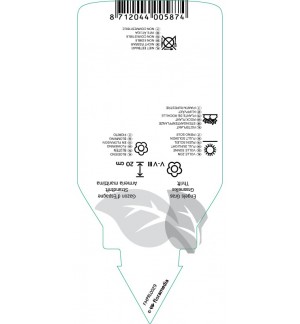Etichette di Armeria maritima ‘Splendins’ *