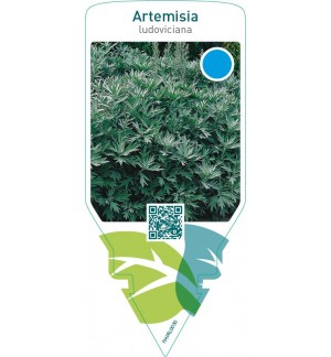 Artemisia ludoviciana