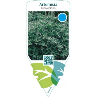 Artemisia ludoviciana