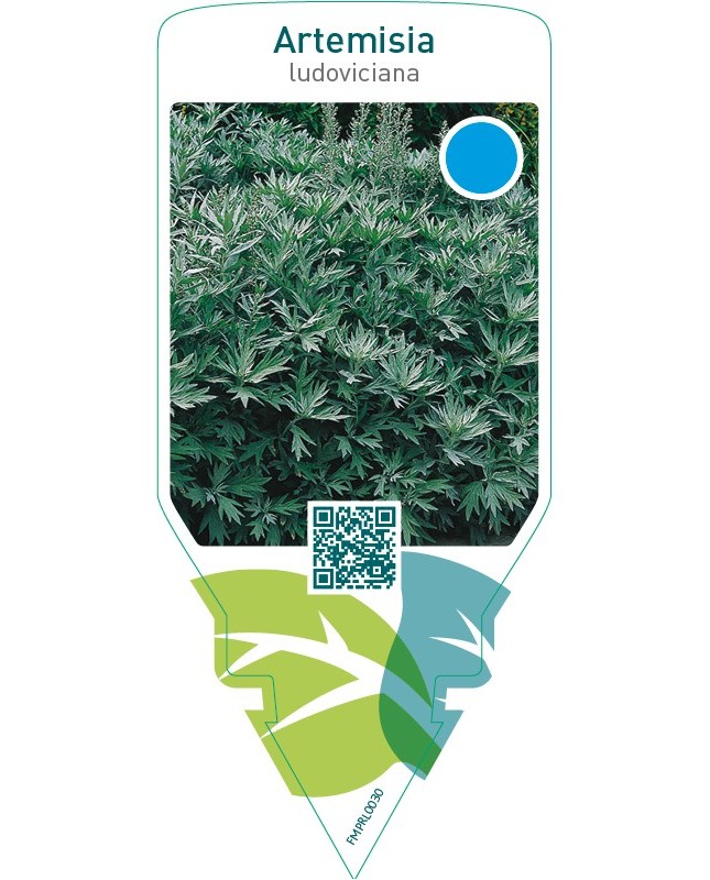 Artemisia ludoviciana