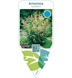 Artemisia lactiflora