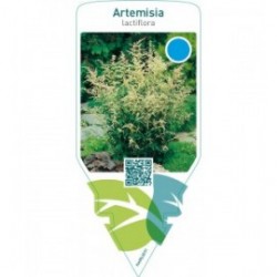 Artemisia lactiflora