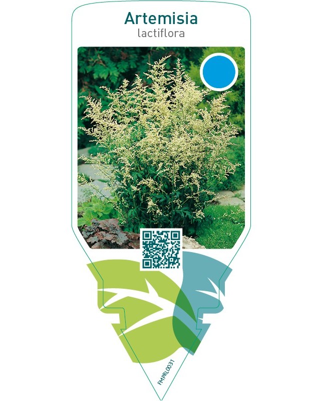 Artemisia lactiflora