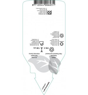 Etichette di Artemisia lactiflora *