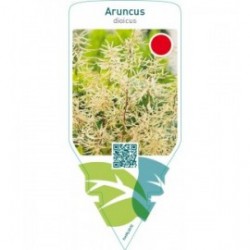Aruncus dioicus