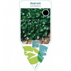 Asarum europaeum