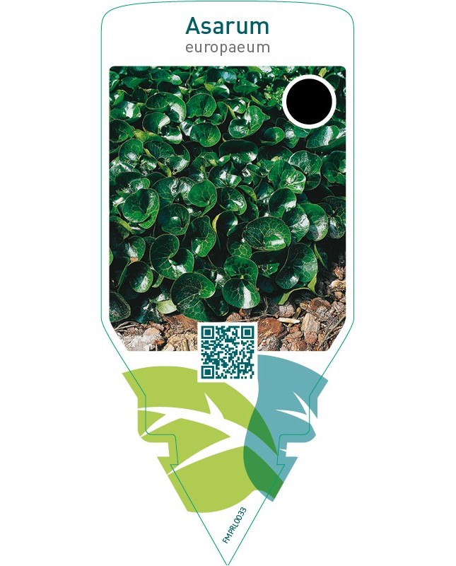 Asarum europaeum