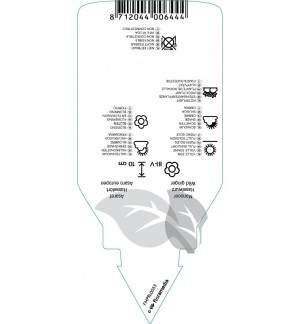 Etichette di Asarum europaeum *