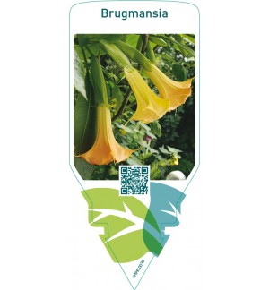 Brugmansia  yellow