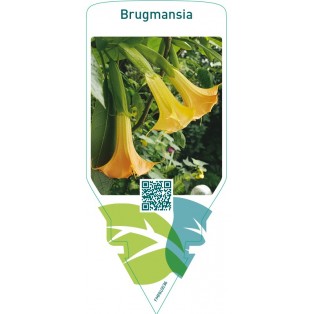 Brugmansia  yellow