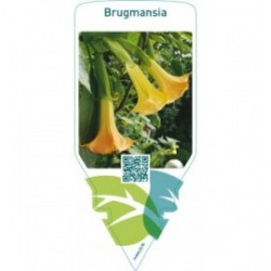 Brugmansia  yellow