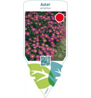 Aster amellus  blue